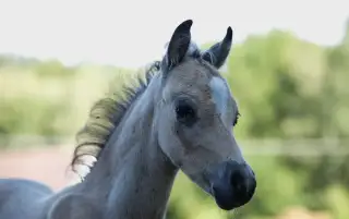Welsh B hrebec