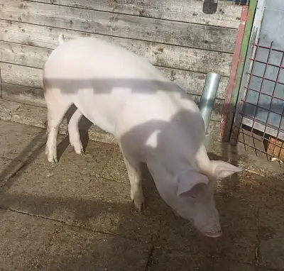 Prase z domácího chovu
