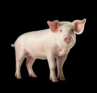 prasata prodej