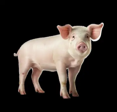 prasata prodej