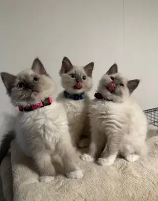 ragdoll koťátka