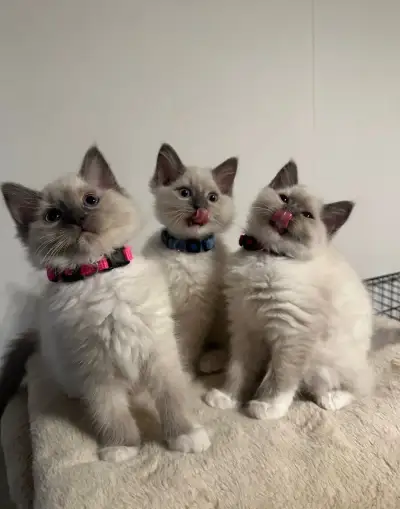 ragdoll koťátka