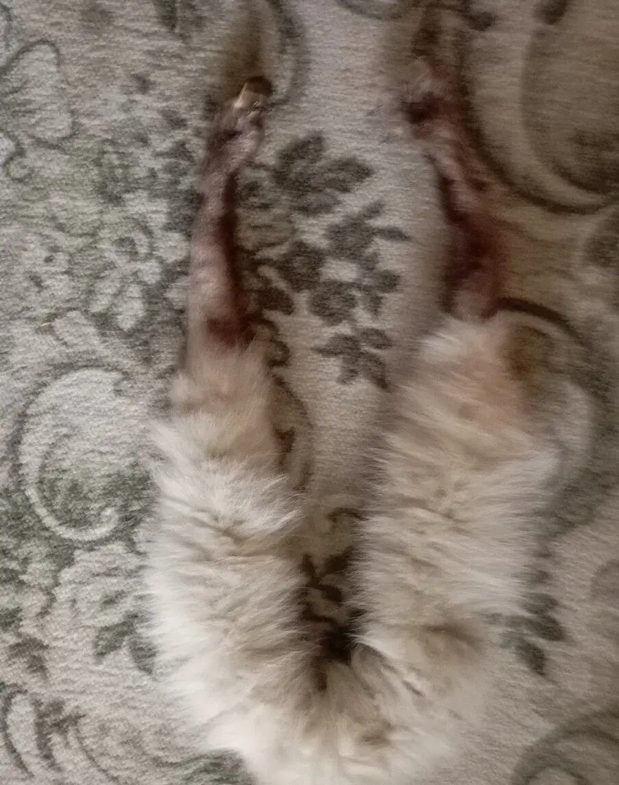 Čepice a límec z lišky