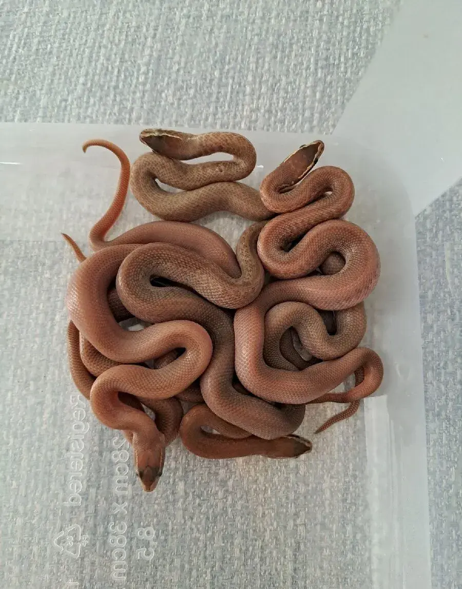 Lamprophis fuliginosus Boaedon