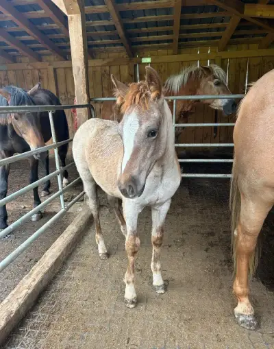QH X Wpbr