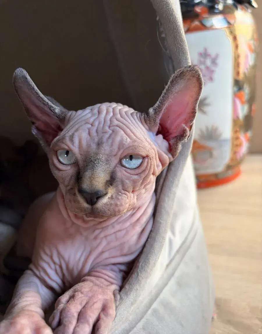 Kocourek Sphynx- Elf- Strike