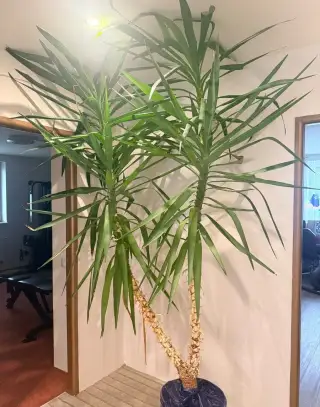 Velká pokojová Juka (Yucca) – výška 2,7 m, zdravá a hustá