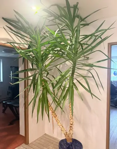 Velká pokojová Juka (Yucca) – výška 2,7 m, zdravá a hustá