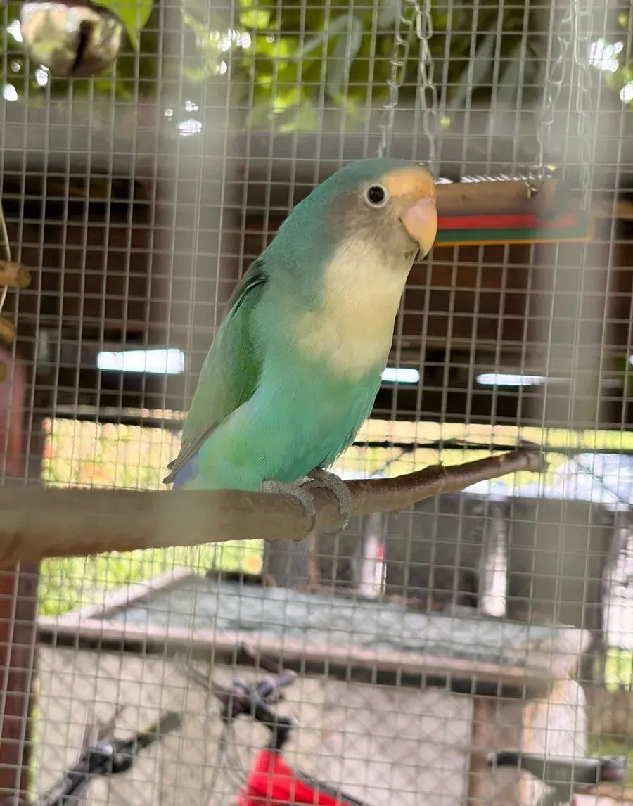 Agapornis růžovohrdlý a Fischerův
