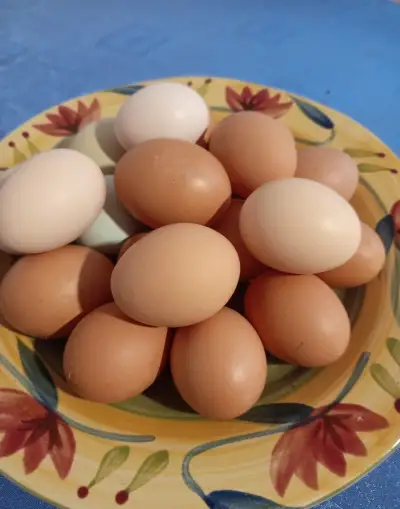 ČERSTVÁ DOMÁCÍ VAJÍČKA NA PRODEJ 🥚