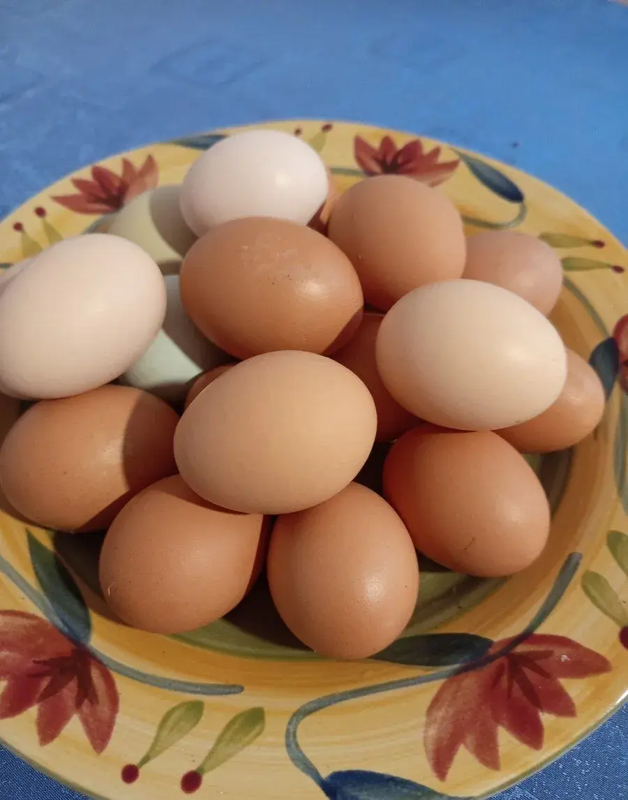 ČERSTVÁ DOMÁCÍ VAJÍČKA NA PRODEJ 🥚