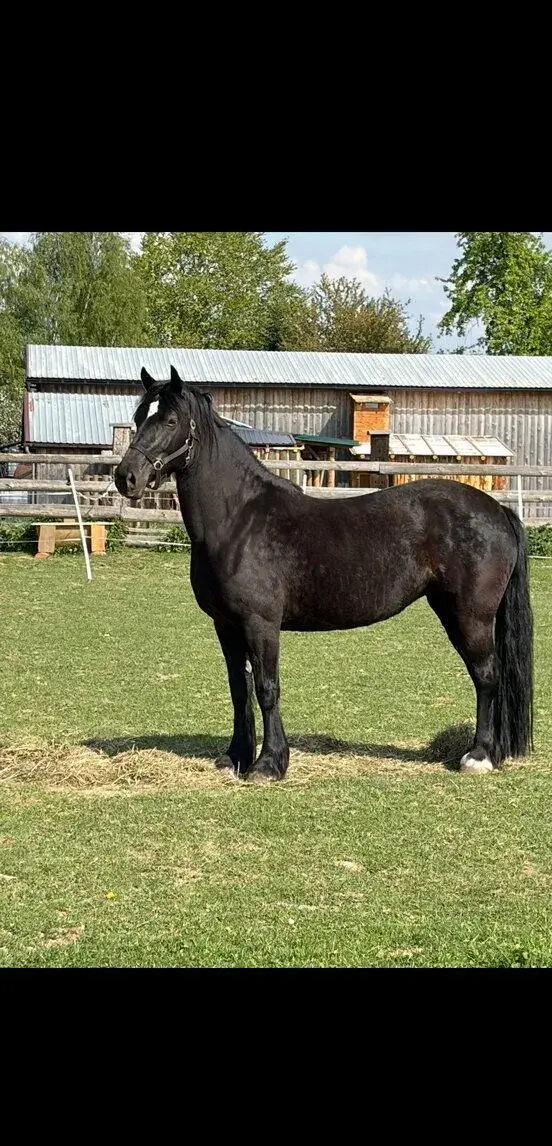 Welsh cob D - vhodný pro začátečníky