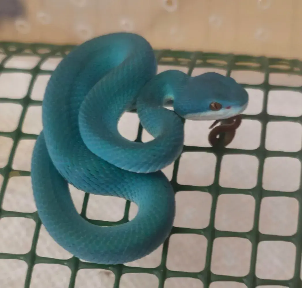 Trimeresurus insularis CB2026