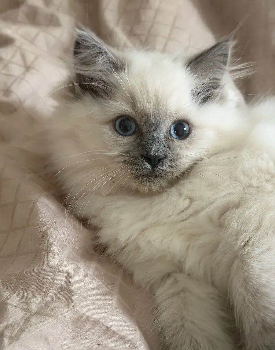 Ragdoll Kocourek a kočička