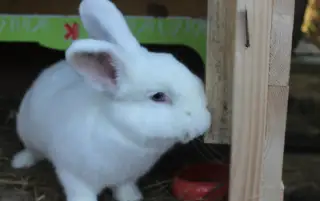 Vídeňský bílý králík