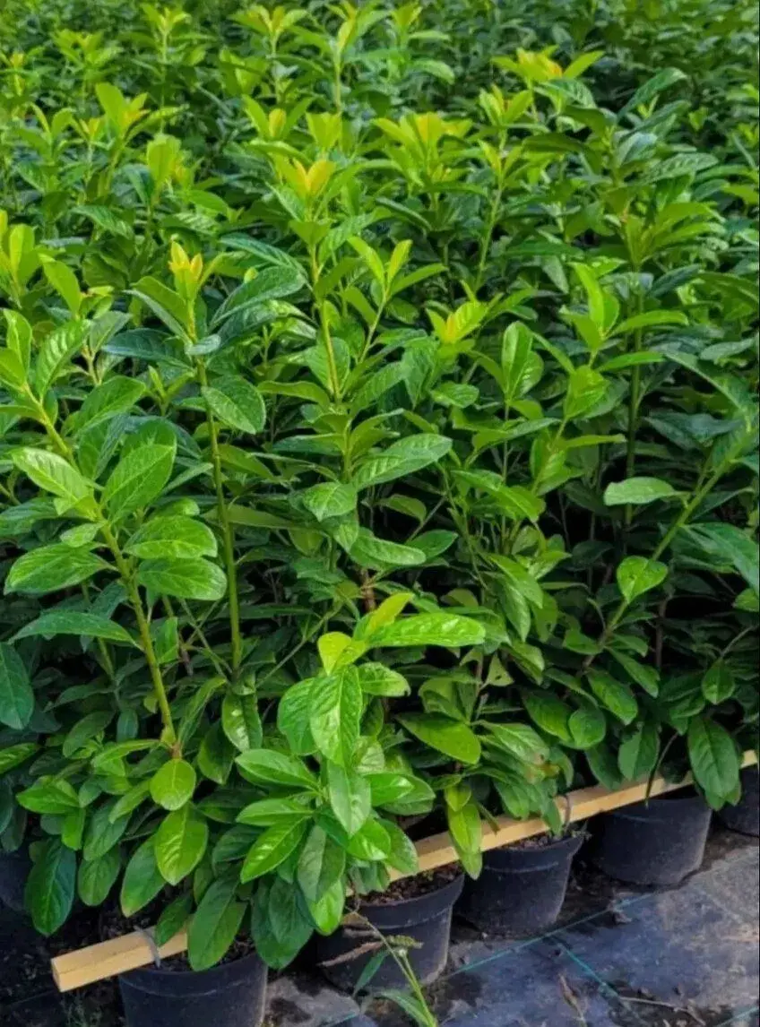 Bobkovišeň Caucasica 70cm