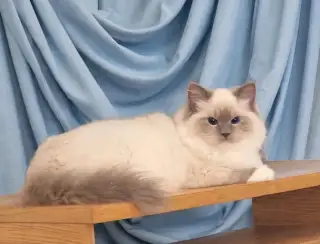 Ragdoll s PP