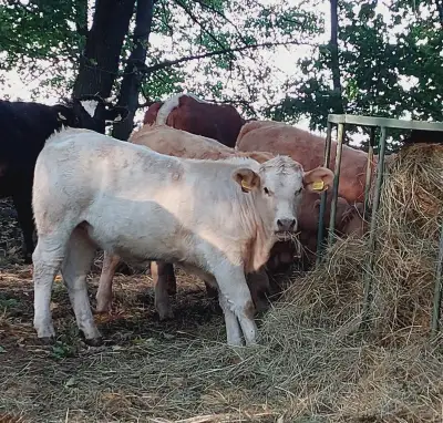 Jalovice Charolais x Angus