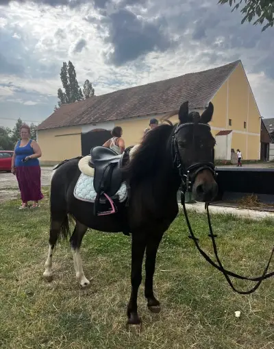 Hodný pony valášek pro nejmenší