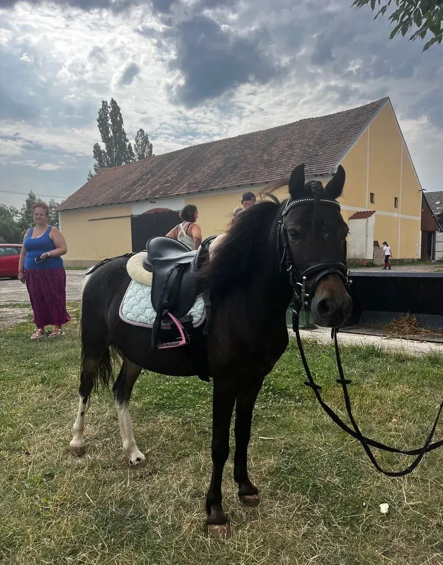 Hodný pony valášek pro nejmenší