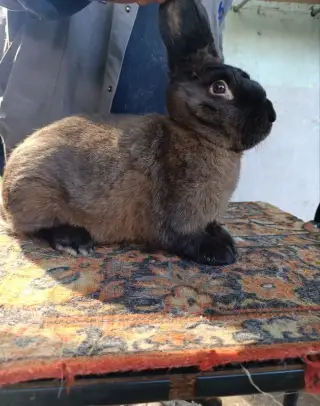 Kuní velký hnědý