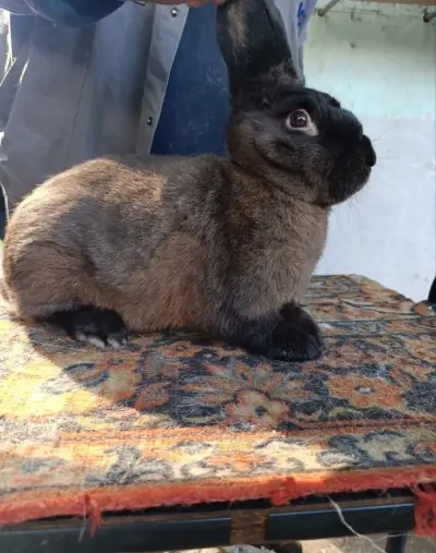 Kuní velký hnědý