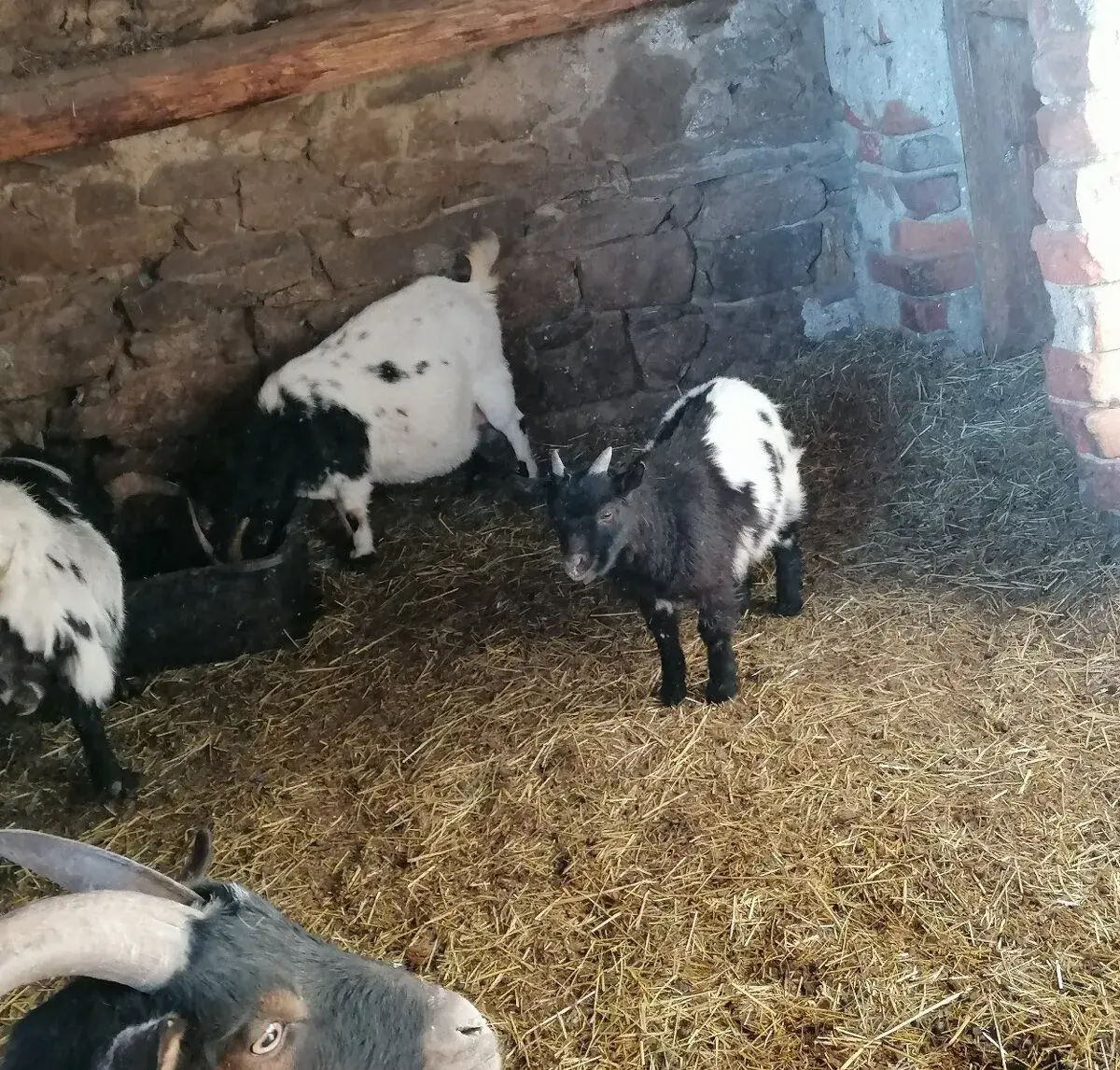 Holandské zakrslé kozy