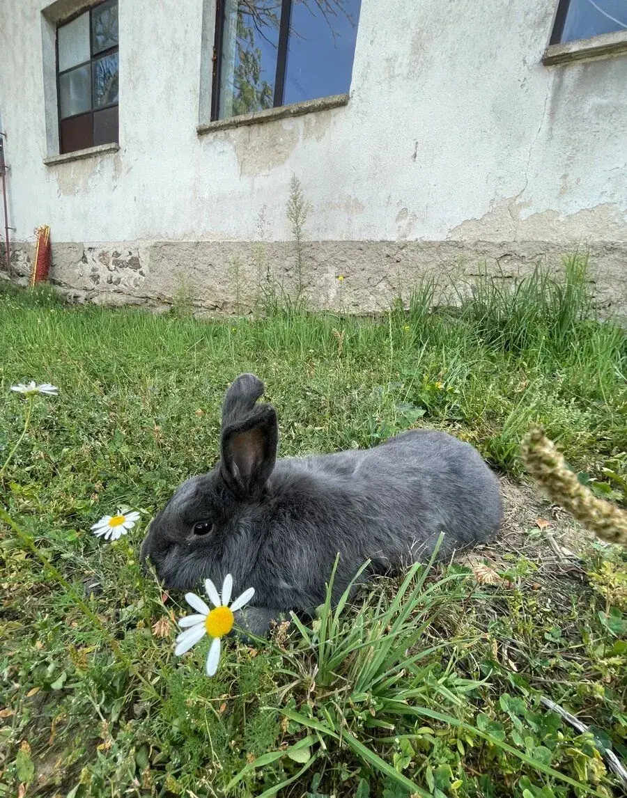 Mekleburský strakáč modrý