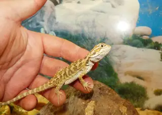 Agama vousatá (Pogona vitticeps)