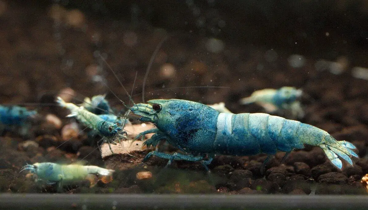 Krevetky Caridina blue bolt