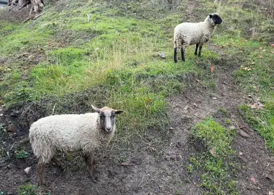 2x jehně, ovce