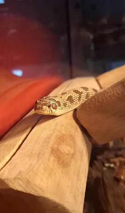 Heterodon nosatý