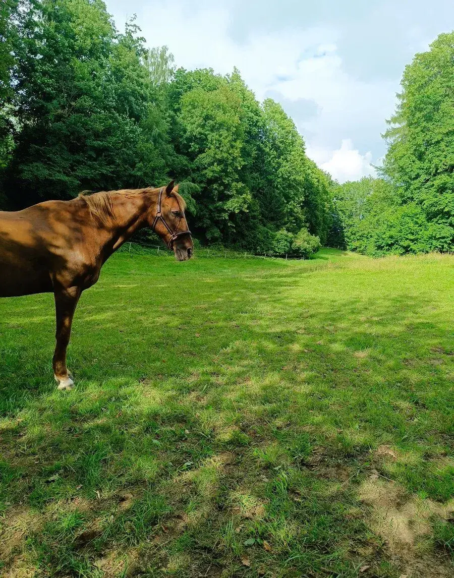 Ustájení Háje nad Jizerou