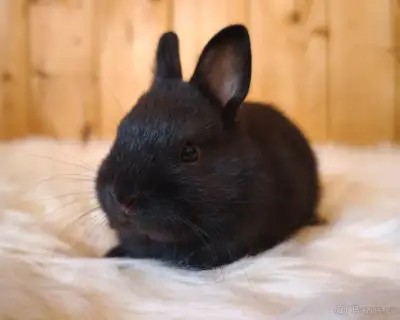 Zakrslí černí králíčci