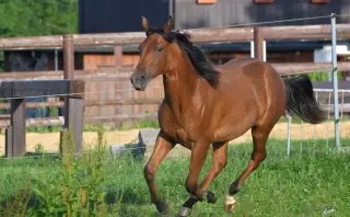 roční valach APH