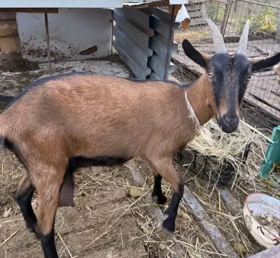 Hnědou českou kozu, dojná 2 l denně