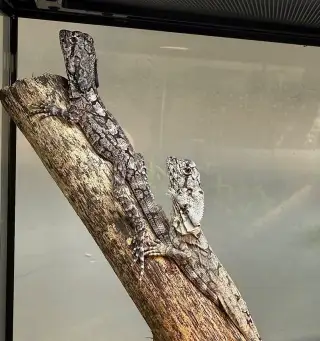Agama límcová - Chlamydosaurus kingii