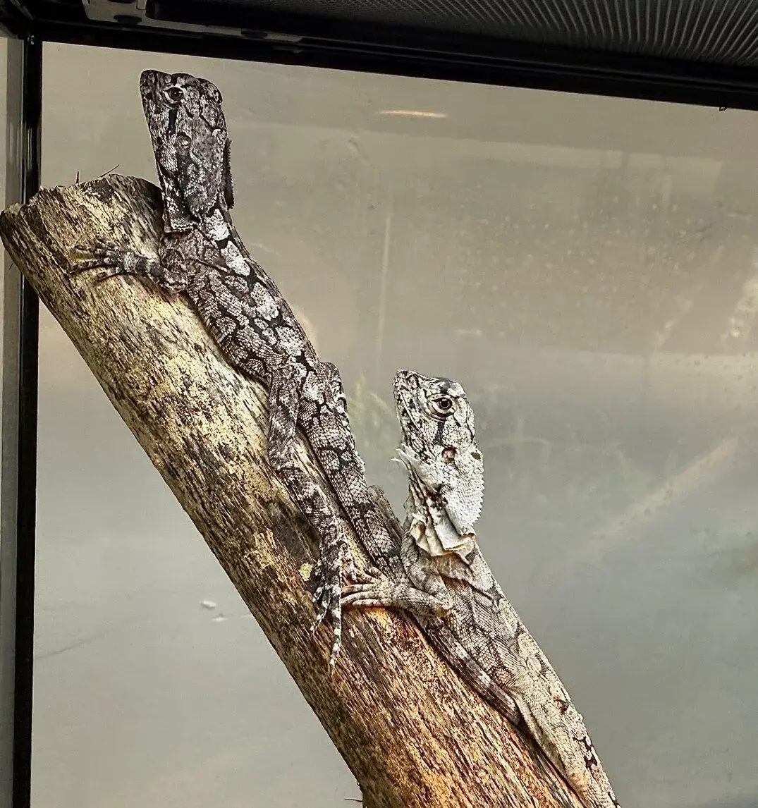Agama límcová - Chlamydosaurus kingii