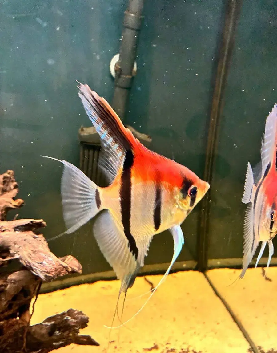 Manacapuru