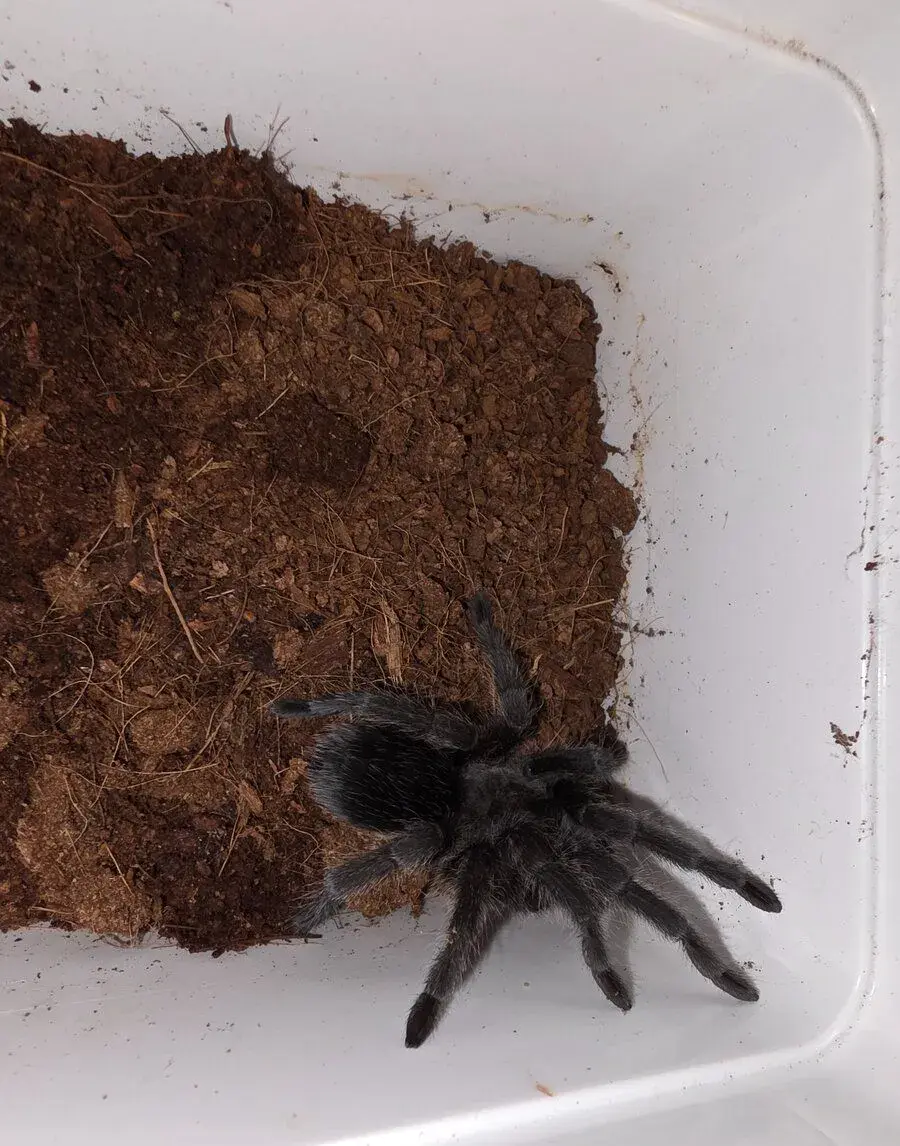Grammostola pulchra