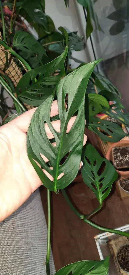 Monstera Spp laniata