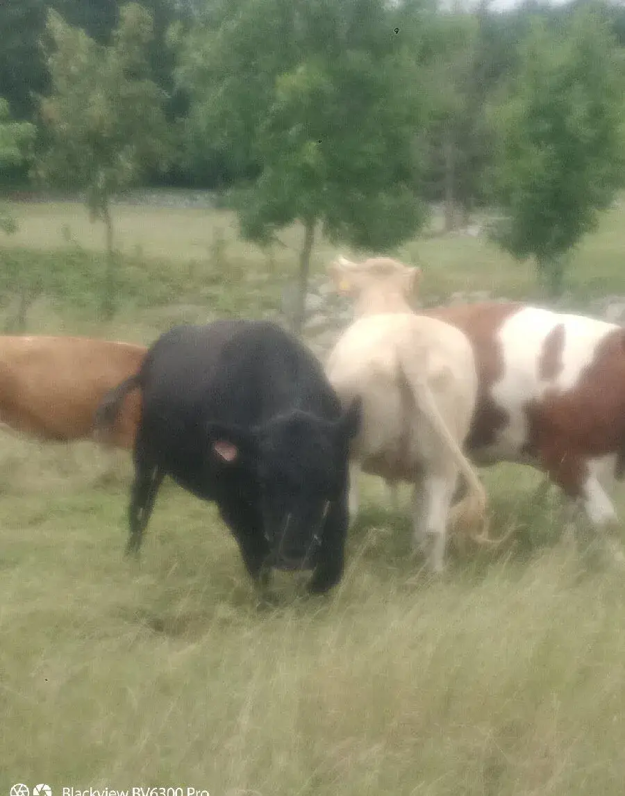 Plemenný býk Aberdeen Angus
