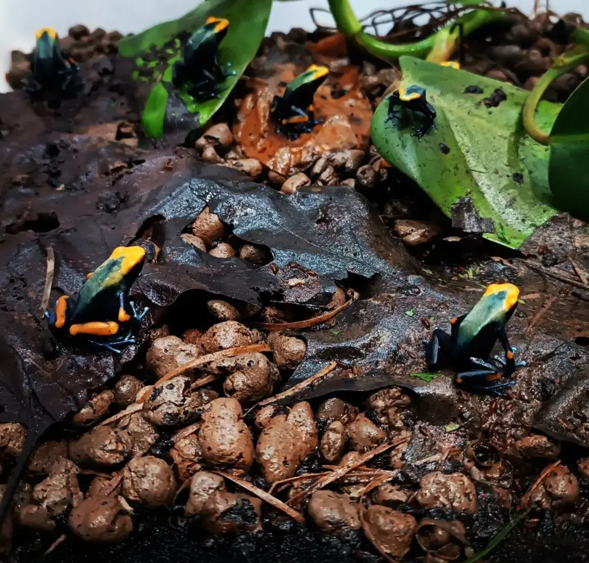 Dendrobates tinctorius Tumucumaque