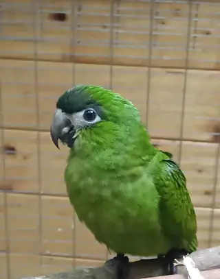 Ara cervenoramena