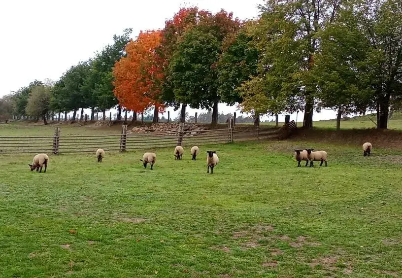 Jehničky suffolk