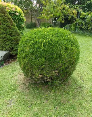 Vzrostly buxus