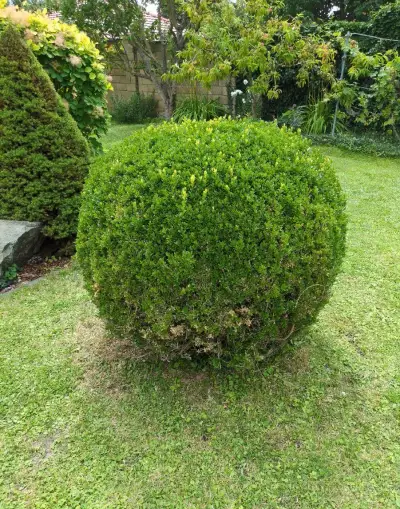 Vzrostly buxus