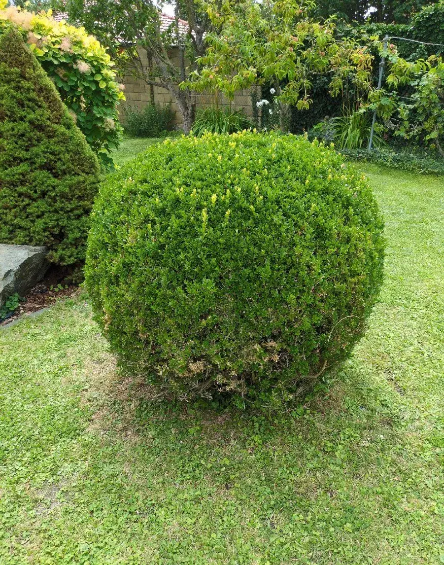 Vzrostly buxus