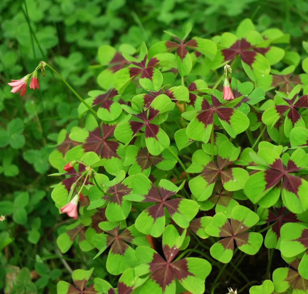 Šťavel růžový - čtyřlístek (Oxalis deppei) 30 ks