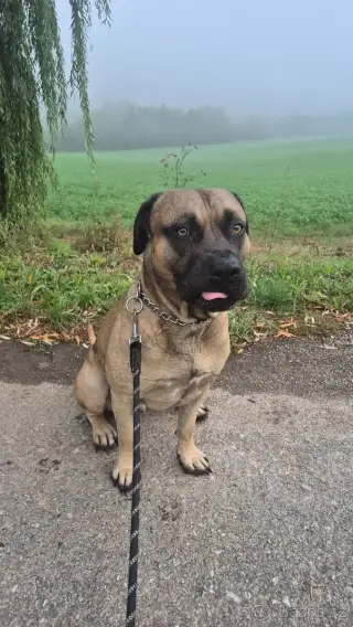 Cane Corso křížený se stafordem.